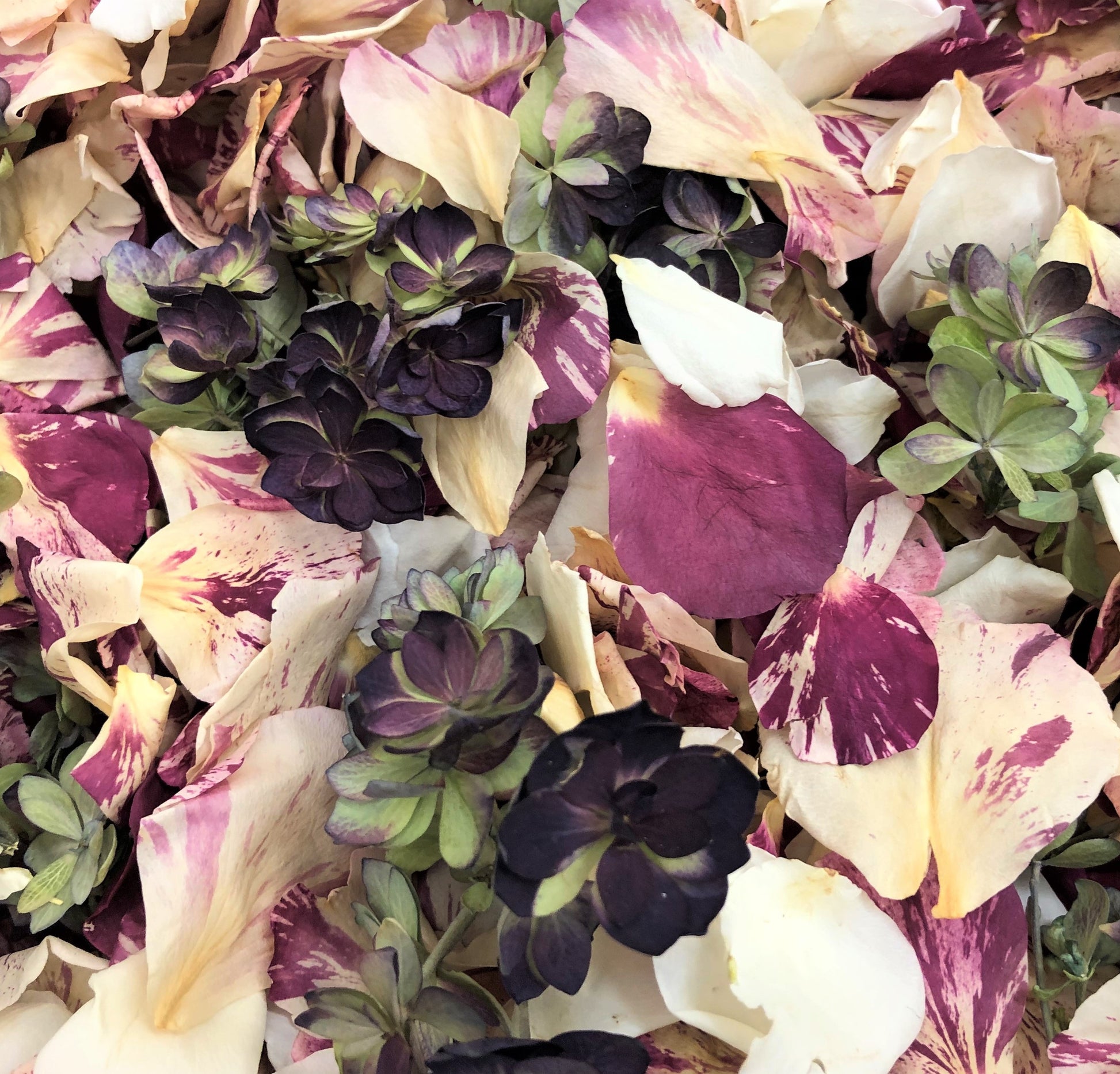 Peppermint Twist rose and hydrangea petal blend for wedding décor – Prime Petal Company