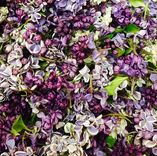 Close-up of assorted lilac petals showing mixed purple hues