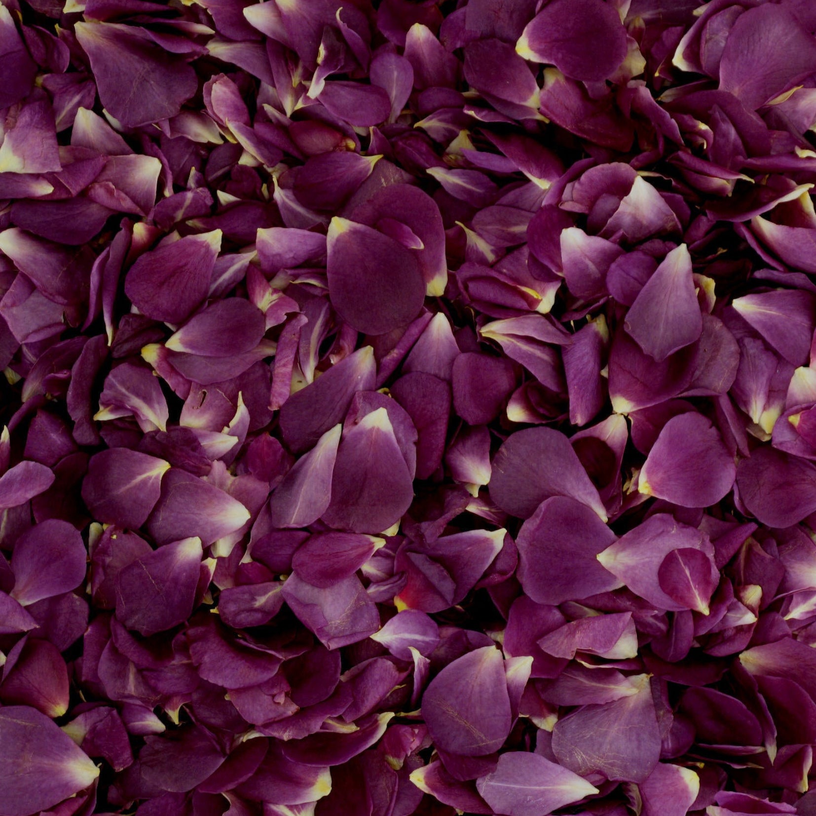 Bulk purple rose petals for wedding celebrations and event décor – Prime Petal Company. Close-up of a large number of purple flower petals.