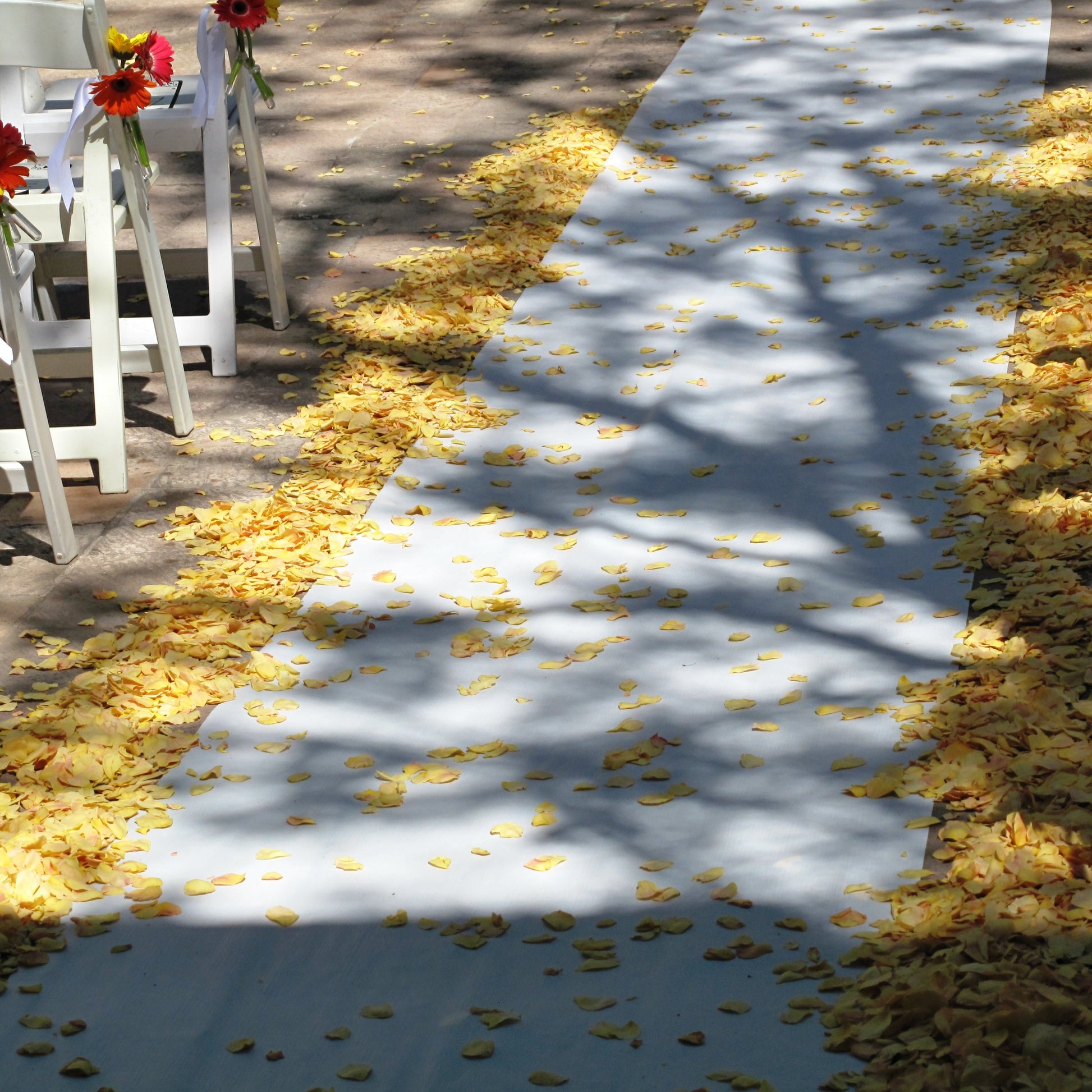 Bulk yellow rose petals for bright wedding aisle and party décor – Prime Petal Company. Decorative wedding aisle -pathway with yellow petals and white chairs on a sunny day.