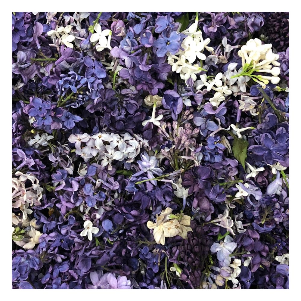 Bulk assorted lilac petals for wedding aisle décor – Prime Petal Company