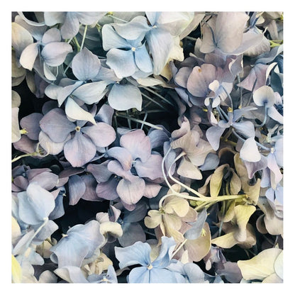 Bulk Something Blue rose and hydrangea petals for wedding décor – Prime Petal Company