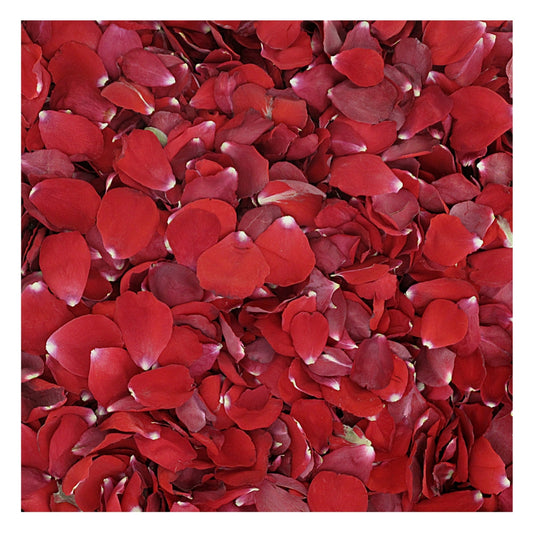 Bulk romance red rose petals for romantic wedding décor – Prime Petal Company. Close-up of red rose petals
