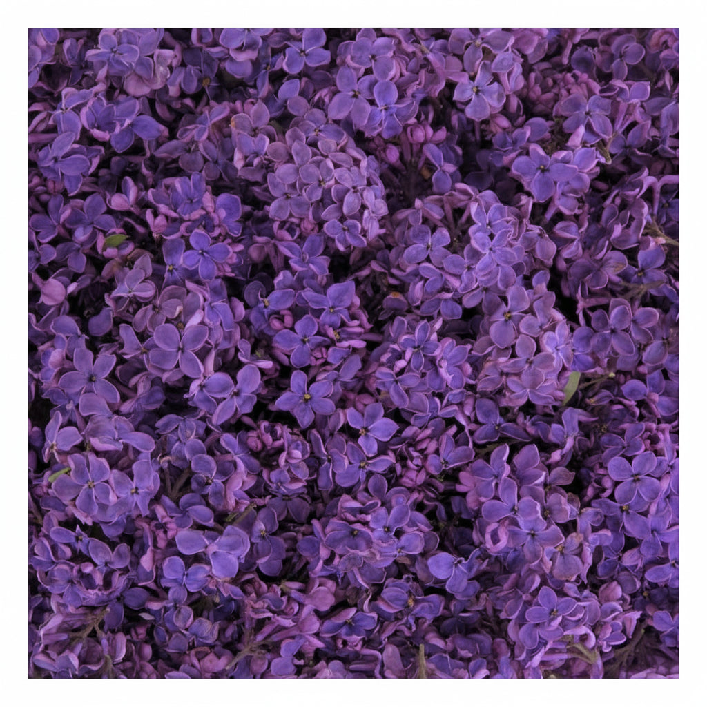 Bulk fresh purple lilac petals for wedding aisle décor – Prime Petal Company