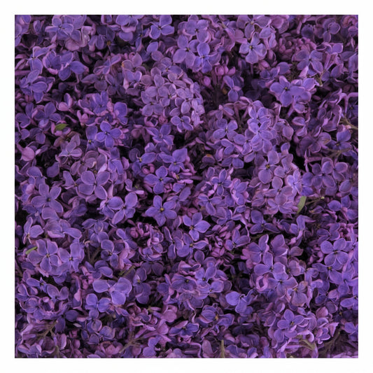 Bulk fresh purple lilac petals for wedding aisle décor – Prime Petal Company