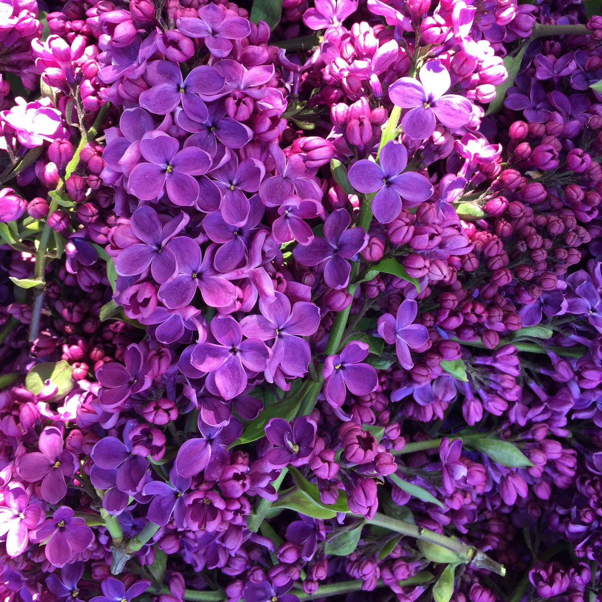 fresh purple lilac flowers just harvested