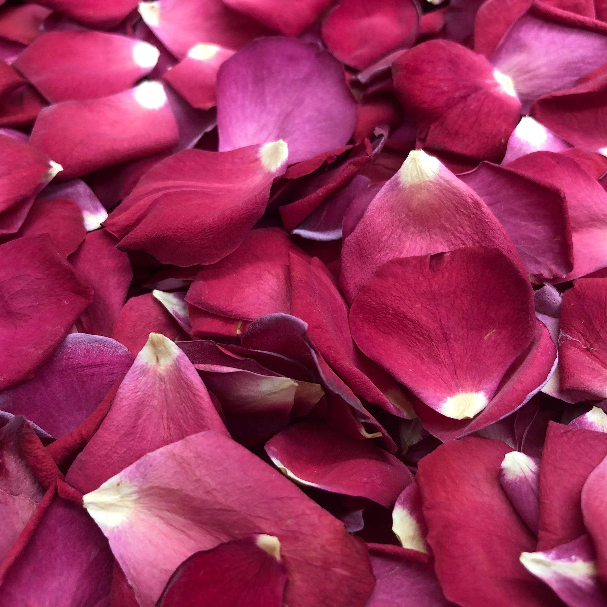 Bulk ruby rose petals for weddings and romantic events – Prime Petal Company