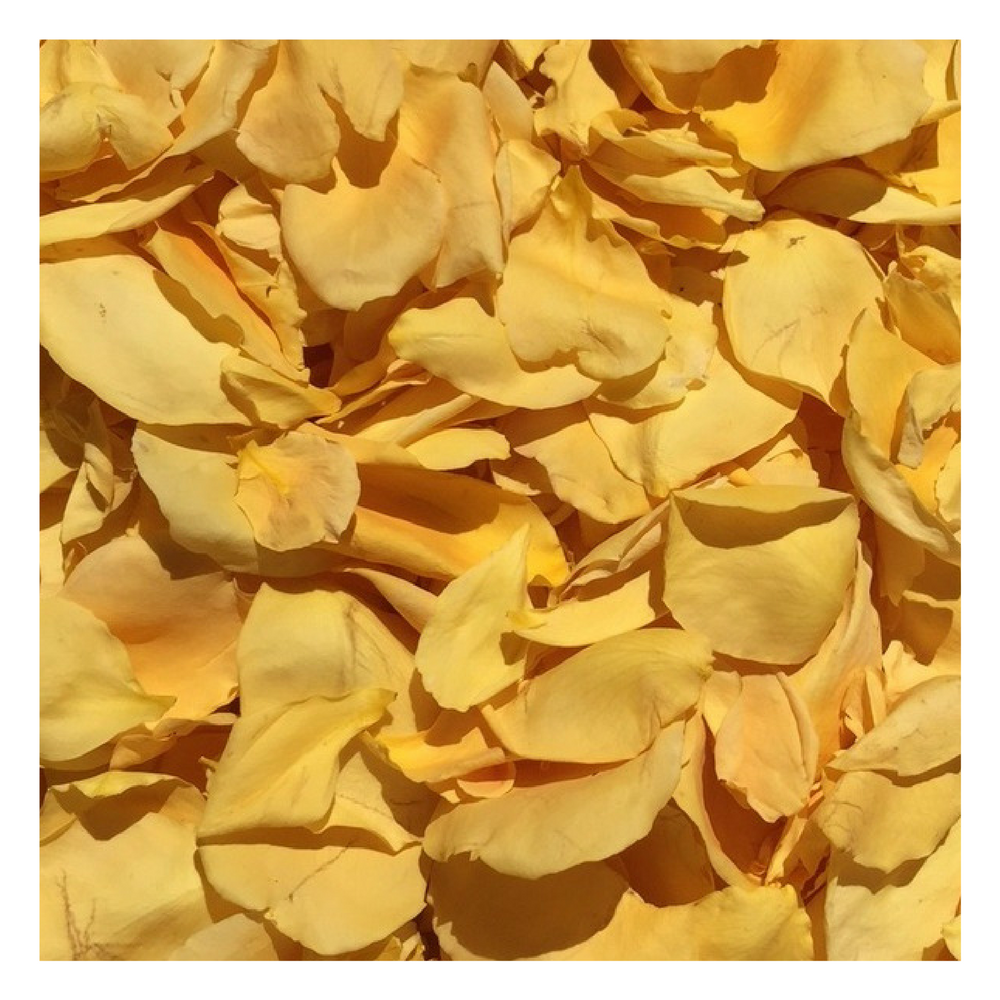 Bulk yellow rose petals for bright wedding aisle and party décor – Prime Petal Company. Close-up of yellow rose  petals
