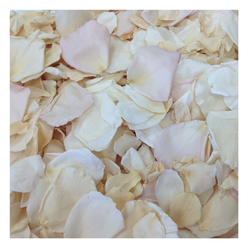 Bulk ivory cream blush rose petals for soft-toned wedding décor – Prime Petal Company