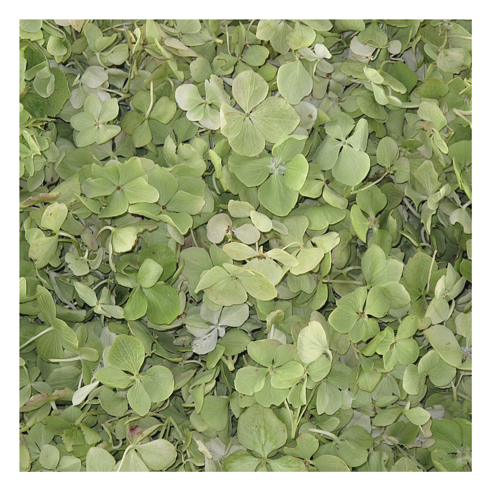 Bulk green hydrangea petals for wedding and event décor – Prime Petal Company. Green Hydrangea Petals from Prime Petal Company