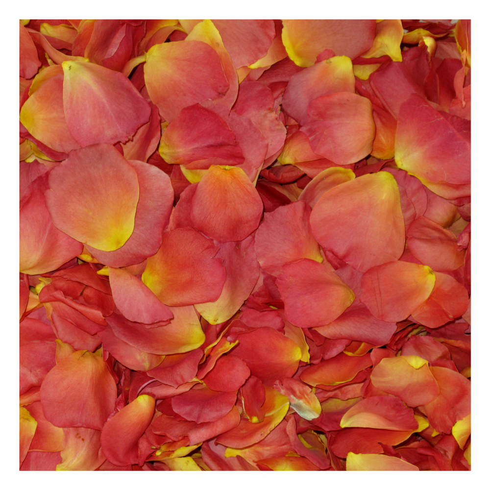 Flower girl petal pail with real rose petals for weddings – Prime Petal Company