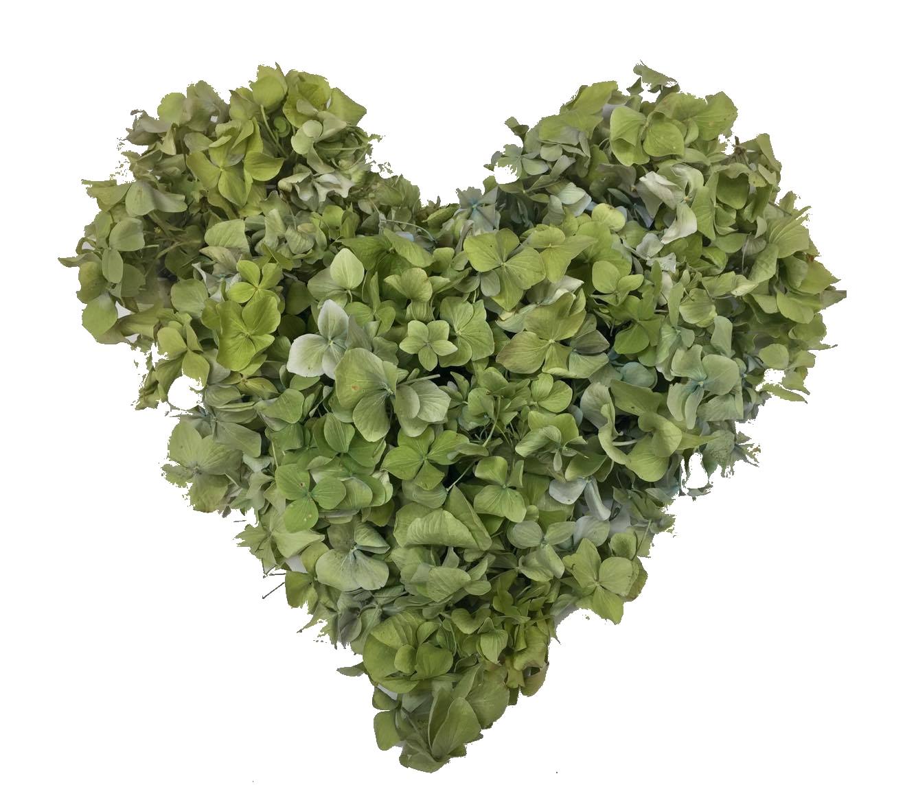 Bulk Wine Green Hydrangea Petals for weddings – Prime Petal Company. Heart-shaped arrangement of green hydrangea petals on a white background