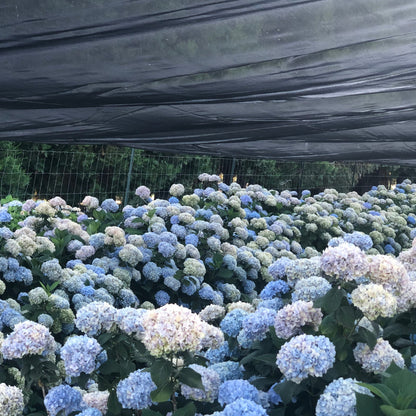 Bulk blue green hydrangea petals for wedding and event décor – Prime Petal Company. Hydrangea Blooms almost ready to harvest on our farm - Prime Petal Company
