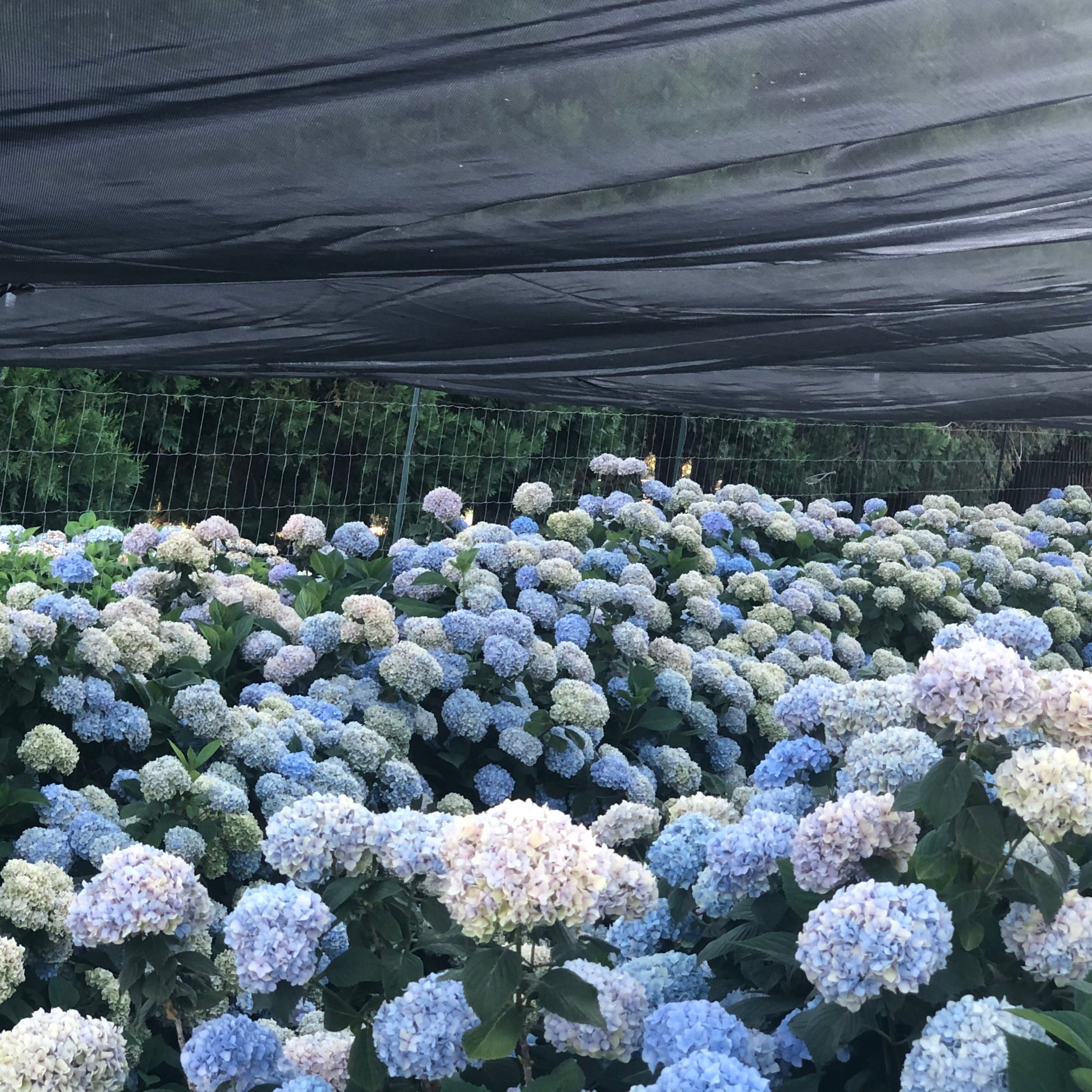Bulk Wine Green Hydrangea Petals for weddings – Prime Petal Company. Bushes in bloom at our farm - Prime Petal Company