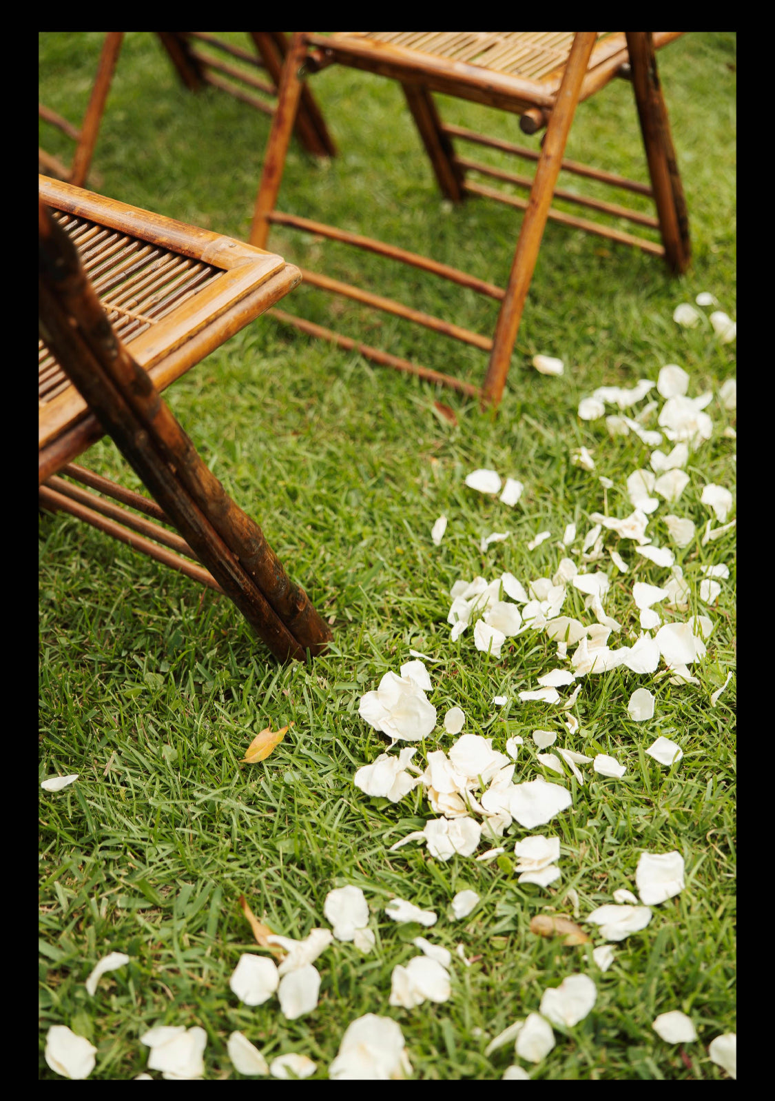 Bulk ivory rose petals for elegant wedding aisle and event décor – Prime Petal Company. Wooden chairs on grass with white flower petals scattered around