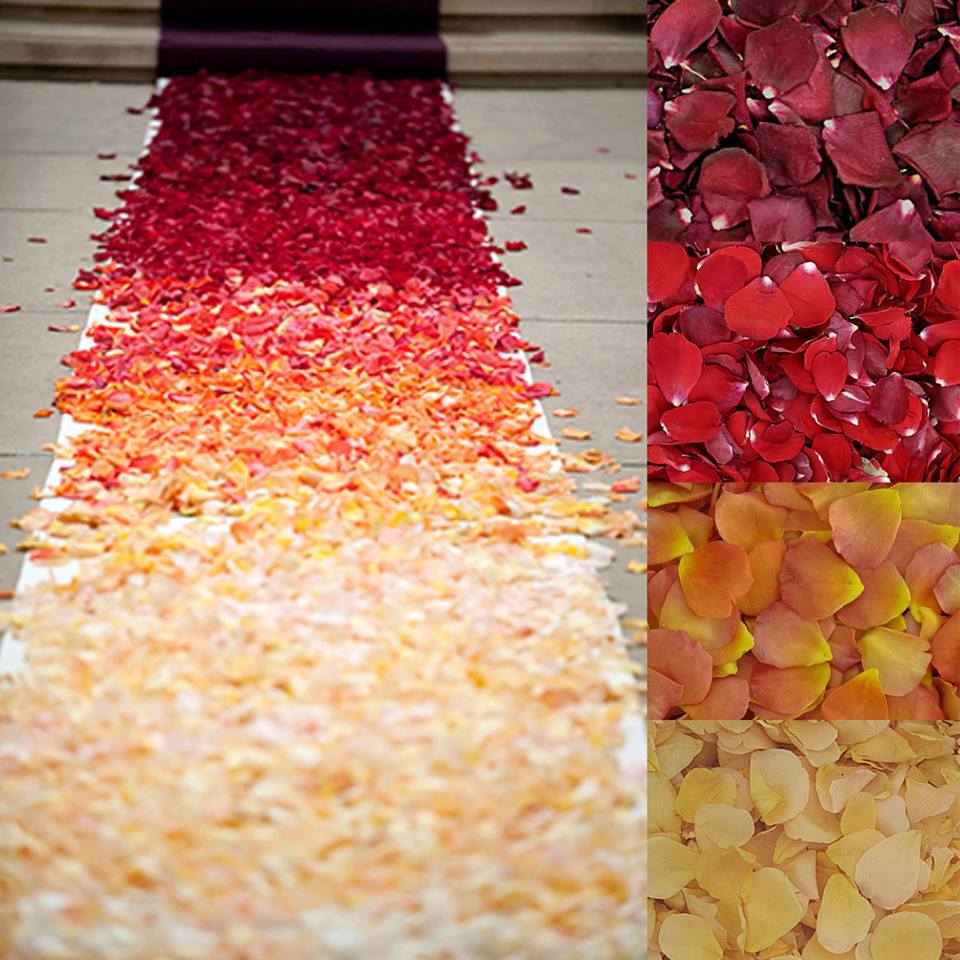 Bulk Sunset Serenade warm-toned rose petals for outdoor weddings – Prime Petal Company. The gradient of red, orange, and yellow rose petals on a wedding aisle