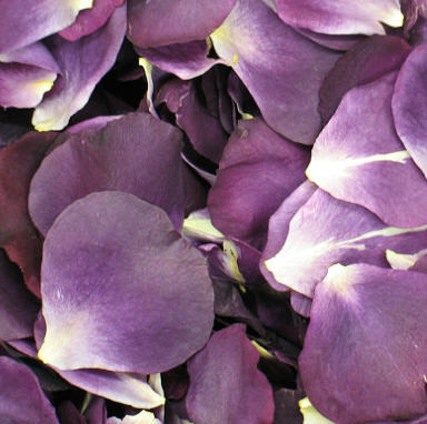 Bulk purple rose petals for wedding celebrations and event décor – Prime Petal Company