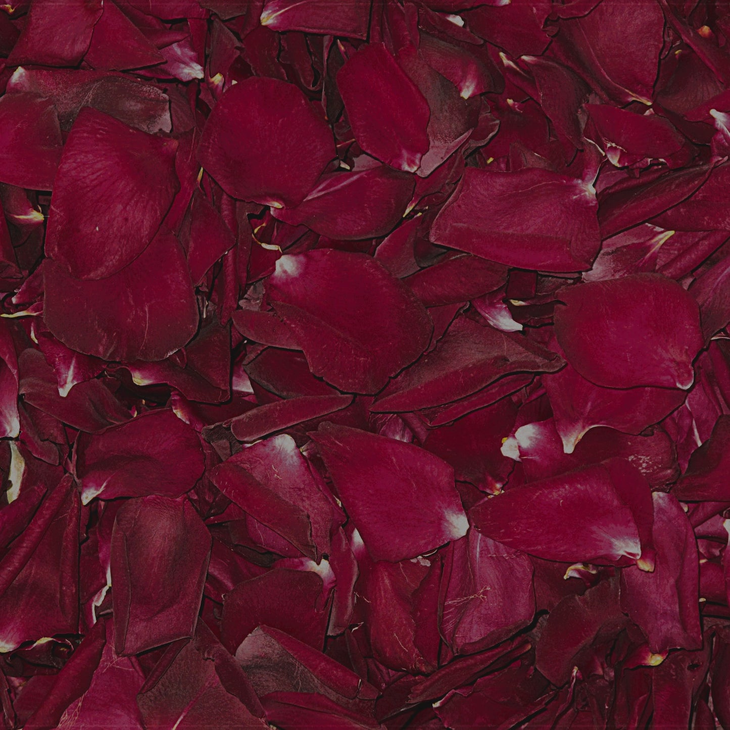 Bulk crimson rose petals for rich red wedding and event décor – Prime Petal Company. Close-up of dark red rose petals