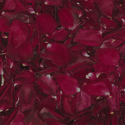 Bulk crimson rose petals for rich red wedding and event décor – Prime Petal Company. Close-up of dark red rose petals