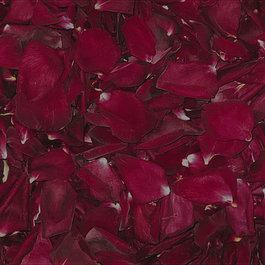 Bulk crimson rose petals for rich red wedding and event décor – Prime Petal Company. Close-up of dark red rose petals