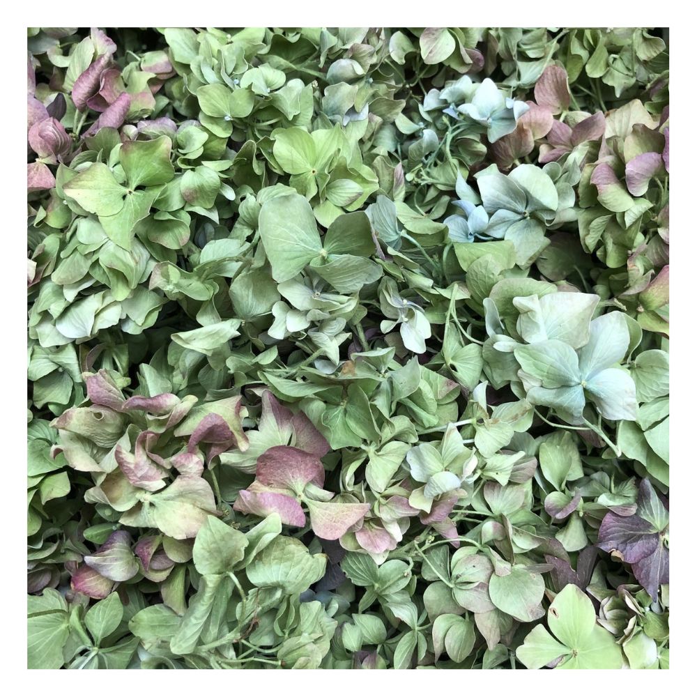 Bulk wine green hydrangea petals for fall wedding décor – Prime Petal Company
