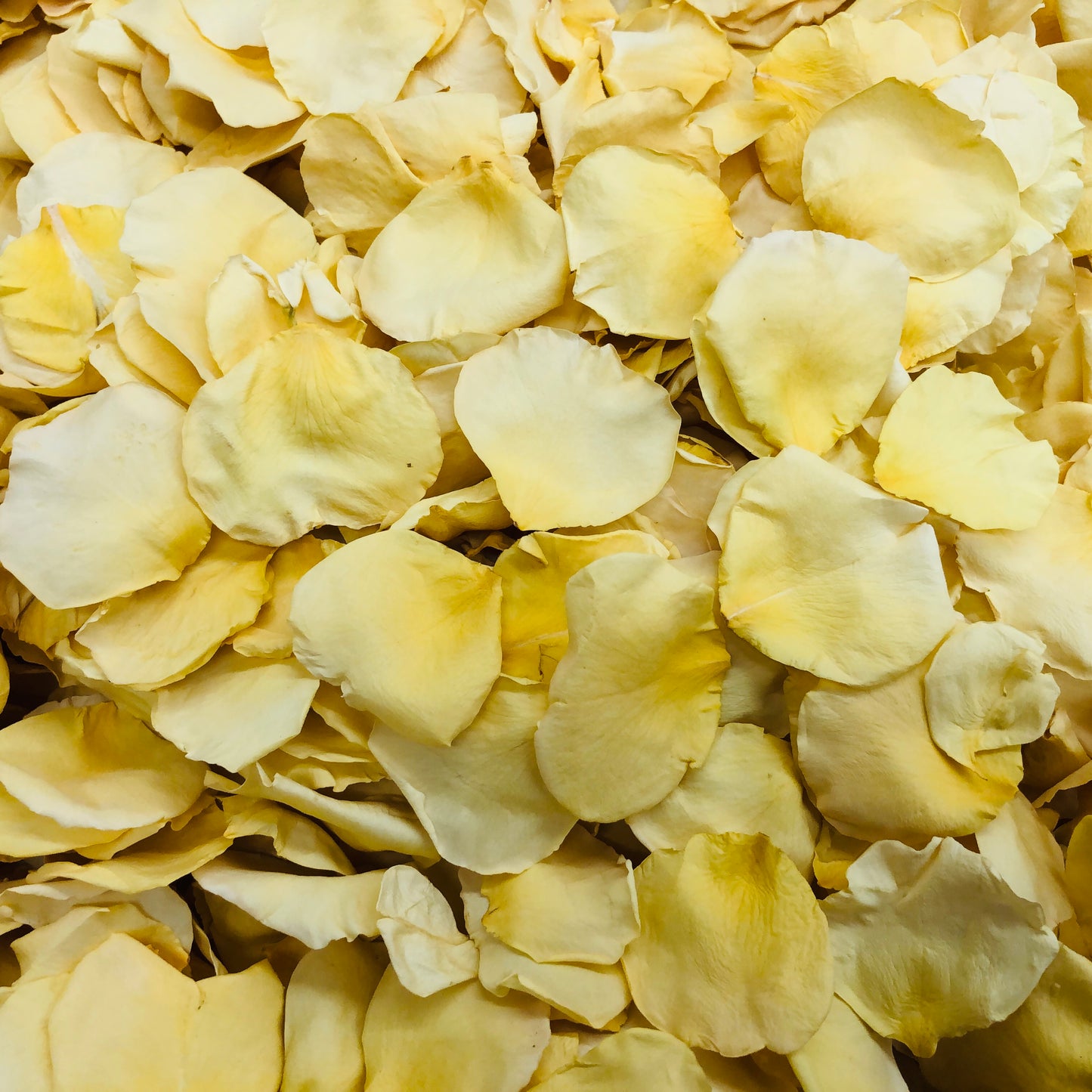 Bulk yellow rose petals for bright wedding aisle and party décor – Prime Petal Company. Close-up of yellow rose petals