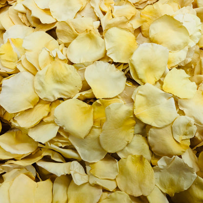 Bulk yellow rose petals for bright wedding aisle and party décor – Prime Petal Company. Close-up of yellow rose petals