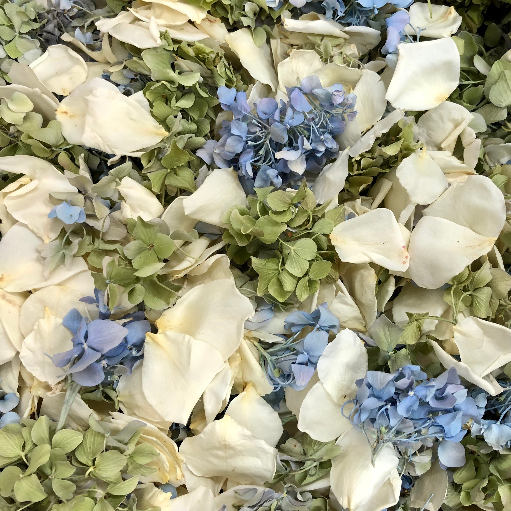 Bulk Whisper Garden Blend freeze-dried Ivory Rose petals  blue and green hydrangea petals for weddings – Prime Petal Company