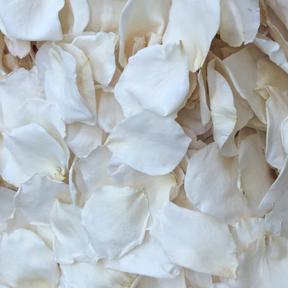 Bulk Ivory Rose Petals for weddings – Prime Petal Company.  Bulk ivory rose petals for elegant wedding aisle and event décor – Prime Petal Company. Ivory Rose Petals - Freeze-dried Biodegradable Confetti