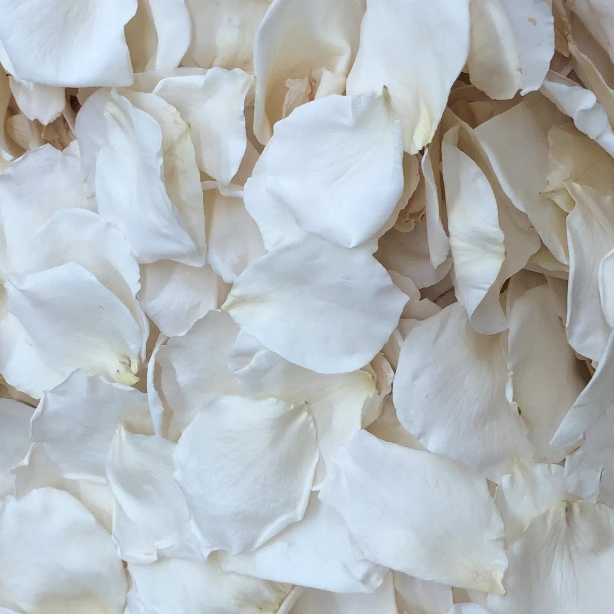 Bulk Ivory Rose Petals for weddings – Prime Petal Company.  Bulk ivory rose petals for elegant wedding aisle and event décor – Prime Petal Company. Ivory Rose Petals - Freeze-dried Biodegradable Confetti